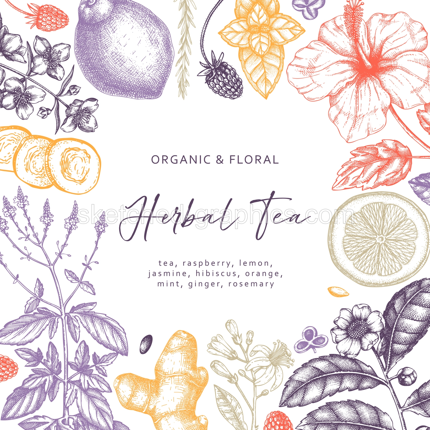 Hand sketched herbal tea ingredients design. Vintage herbs, leaves, flowers, fruits hand drawings background. Perfect for recipe, menu, label, packaging. Herbal tea template. Botanical illustration. Illustration